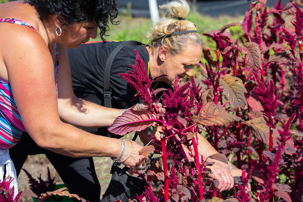 Bay Rum Essence – Homeless Garden Project Store