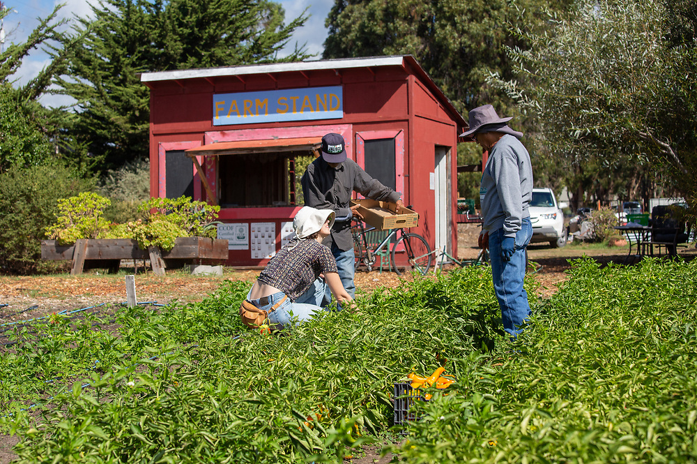 Homeless Garden Project